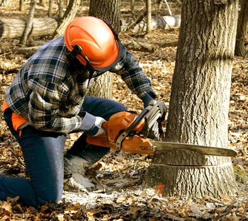 Tree Removal in Mcintosh, SD